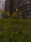 Daffodils in fullbloom