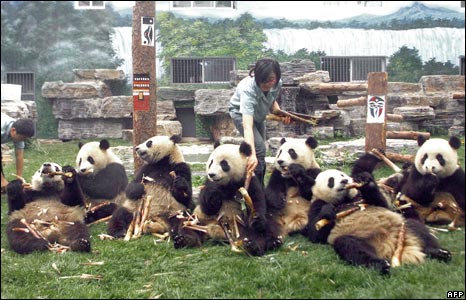 Panda's taking life easy!